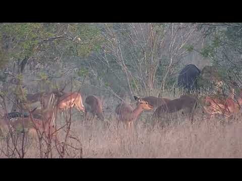 Djuma: Impalas and Nyala grazing - 17:03 - 09/16/2023