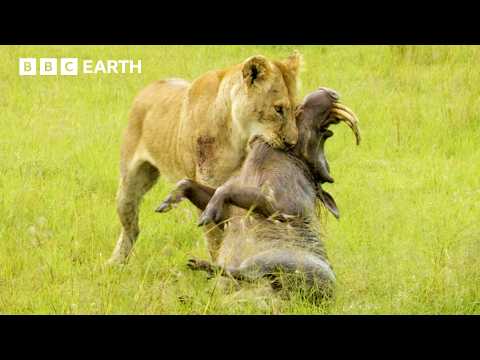 Greatest Fights in the Animal Kingdom: Part 6 | BBC Earth