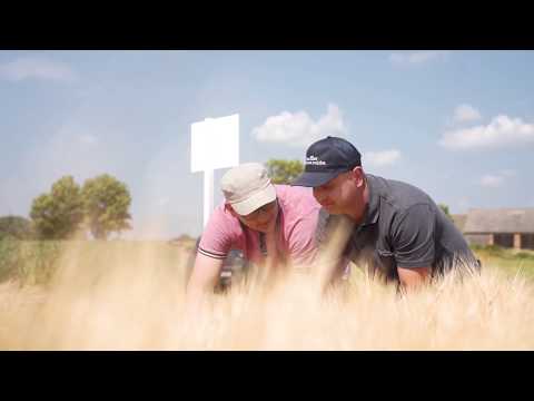 Odmiany jęczmienia ozimego browarnego Soufflet Agro Polska