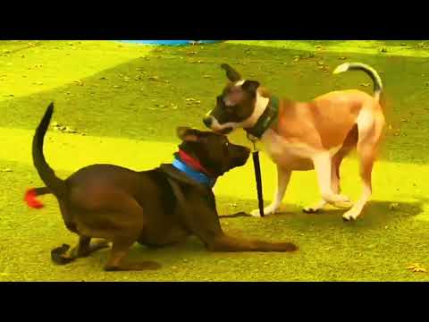 cute lovely animals leIs Terrified Of His Little Sister | T v g m ad