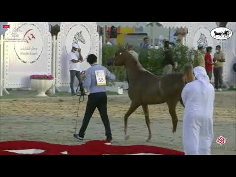 N 58 SALIMA AL BIDAYER   Sharjah International Arabian Horse Festival 2021   Fillies 2 Years Old Cla
