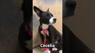 Video preview image #1 Boxer-Unknown Mix Puppy For Sale in Kennesaw, GA, USA