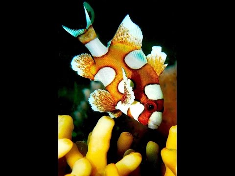 Fatos: The Harlequin Sweetlips