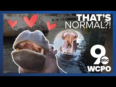 Fiona the hippo is mating with who?