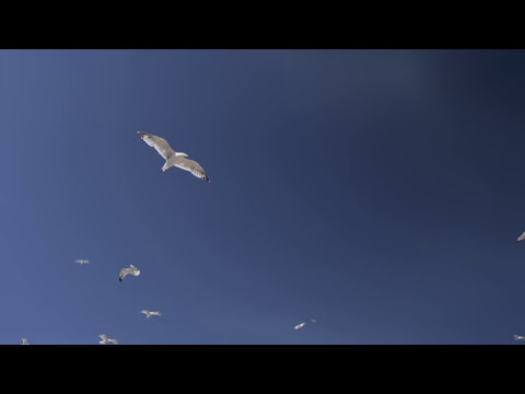 Vivienne Mort - Пам'ятаєш [Unofficial Music Video]