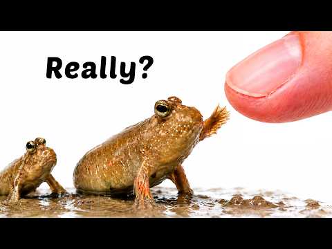 Raising a Family of Mudskippers (200 Day Journey)