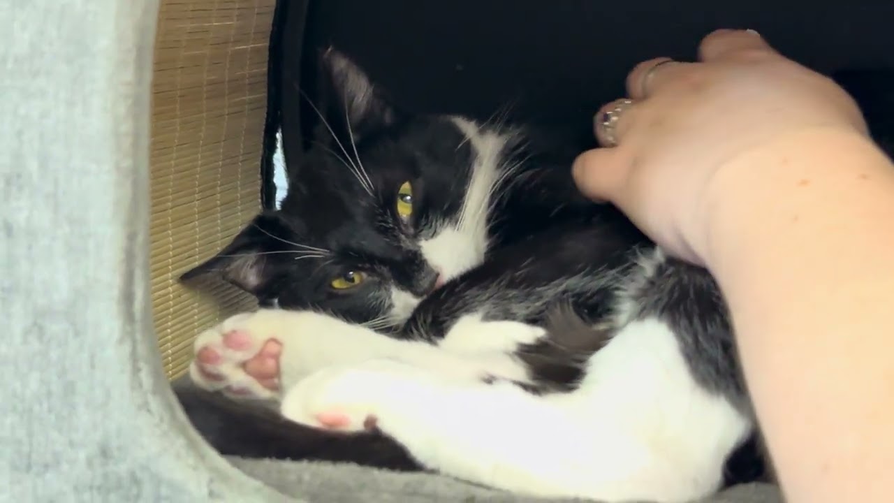 Siggi, a Adoptable Domestic Short Hair in Pleasant Hill, CA video 6/6