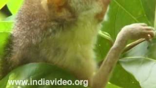The large-eyed Slender Loris