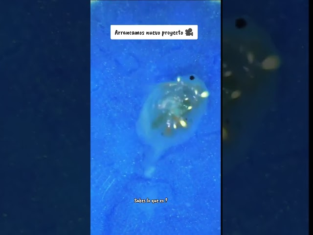 Vídeo relacionado con Daphnia Seca Natural Plantasacuario 100ml, Alimento a Base de Insectos 100% Natural para Peces Rico en proteína y vitaminas