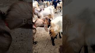 Download lagu kambing jantan birahi mp3 Download lagu kambing jantan birahi mp3