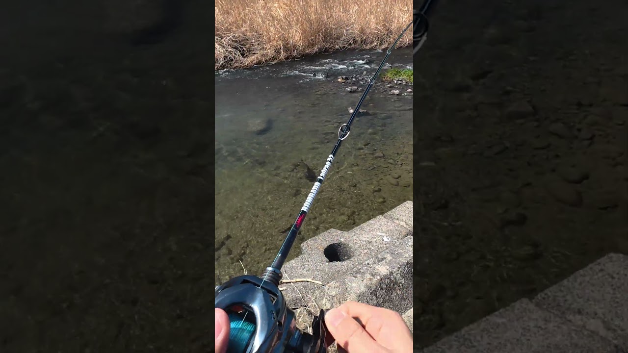 Japanese Catfish💥 #fishing #catfish