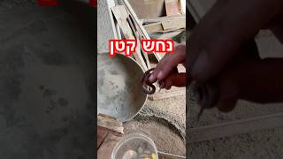 מצאתם נחש קטן בבית