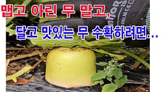 맵고 아린 무 말고... 달고 맛있는 무 수확하려면? (무 수확시기, 무 매운 맛 없애기, 무 수확하기, 무…
