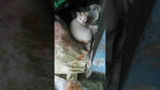Download lagu SIAP_SIAP 'WAR' (Berkembang Biak) #cat #animaltv07 mp3