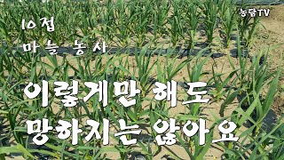 마늘농사 이렇게만 해도 망하지는 않아요/10접 이내 실전 마늘농사