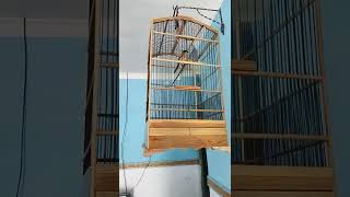 Download lagu cendet isian cucak jenggot mp3