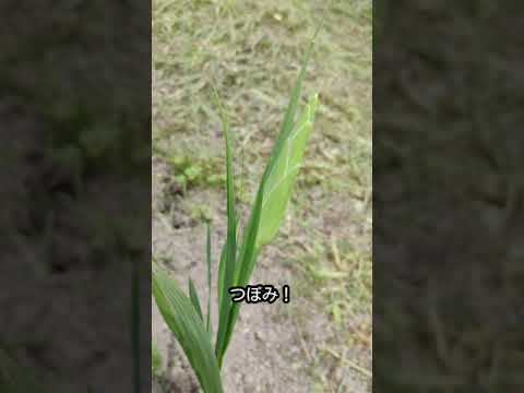 グラジオラスを植える：いつ、どのように行うか？全てをお伝えします！  庭園