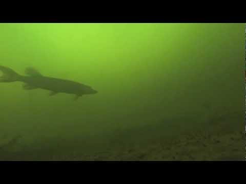 Pecanje štuke :: Vertikalni Džig :: Podvodni snimak