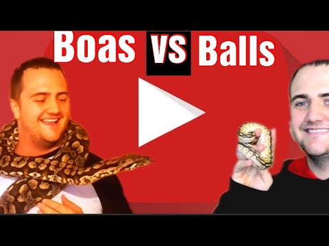 Boa constrictor vs ball python