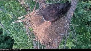 River Brings Fish! - Dale Hollow Eagles - May 24, 2023