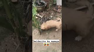 Download lagu kalderita ka mamaya 🤣 #trending #shortsfeed #millionviews #viral mp3 Download lagu kalderita ka mamaya 🤣 #trending #shortsfeed #millionviews #viral mp3