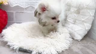 ハーフ犬の動画01