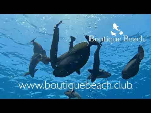 Videos del Boutique Beach Diving 4★ en Dhigurah, MaldivasVer MásVerPrecios8CerrarConsulta por Whatsapp 🇦🇷BookingTripadvisorExpediaAgodaSkyscannerKayakHotelesTurismocity