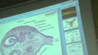 Female Genital System 1 - Part 1 "ovary - corpus luteum "