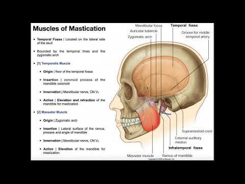 Muscles of Mastication [Part 1] | Origins, Insertions, Etc.
