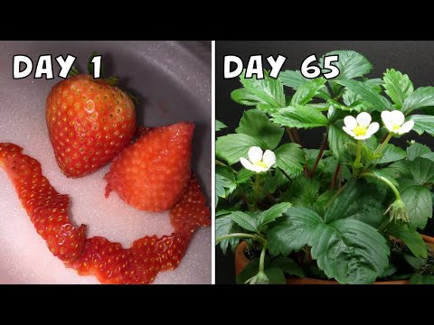 Try to Grow Strawberry from Seeds | 65-Day Timelapse