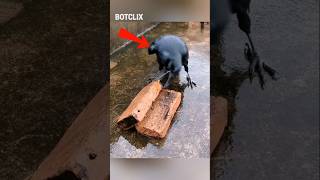 Veja o que esse corvo inteligente fez para conseguir comida...