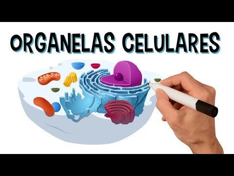 ✅ MAIN CELL ORGANELLES AND THEIR FUNCTIONS | Animated video