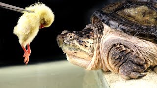 ЧТО ЕСЛИ ДАТЬ КАЙМАНОВОЙ ЧЕРЕПАХЕ ЦЫПЛЕНКА - ПРОГЛОТИЛА! Выпуск #3