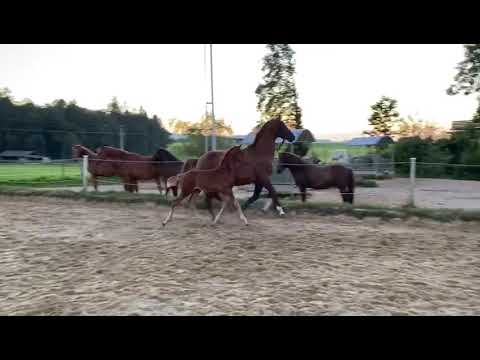 Kreuzerhof-Fabius MB