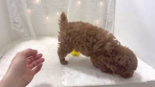 トイプードルの動画01