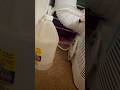 HOW TO DRAIN PORTABLE A/C 😎❤️💪 #viral #toshiba#airconditioner#diy#trending#shortsfeed#drain#fun