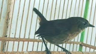 Download lagu JONGKANGAN COKLAT GACOR NYULING mp3