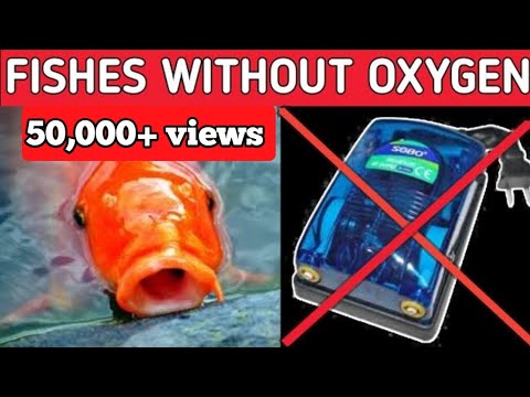 YouTube video about: Can tetra fish live without a filter?