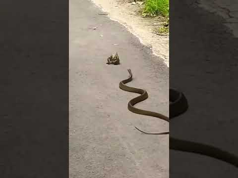 ular dan kodok #shorts#short #shortsvideo#ular