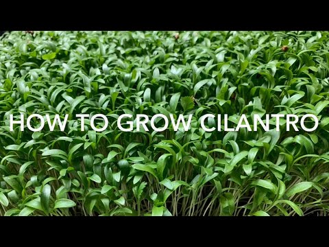 download lagu mp3 mp4 How To Grow Cilantro Sprouts, download lagu How To Grow Cilantro Sprouts gratis, unduh video klip How To Grow Cilantro Sprouts