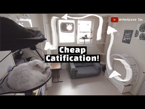 4 Ideas for Catification (Catify) on a Budget!