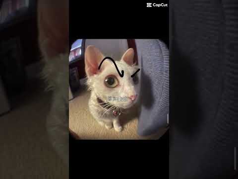 You better not mess with my gang #cats #liljimbob #larry #silly #Betternotmesswithmy gang￼