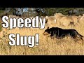 How a Farmer Trains Their Sheep Dog! Australian Sheep Farm Vlog