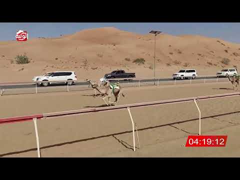  الشوط 21 (زعفرانه) لـ سلطان عبدالله سعيد الجعفري 7:58 , شارة الديوان 2025/11/08 لقايا اللبسه 