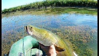 Ловля змееголова в амурской области осенью