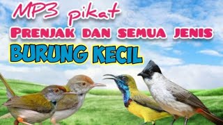 Download lagu MP3 Prenjak Lumut Ribut Kombinasi Sogon Dan Kutilang Ribut Untuk Pikat Burung Kecil mp3
