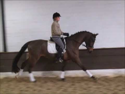 SPIRIT 4j. Hann.  v. Schwarzgold - Codoba VB 9.000,- Euro