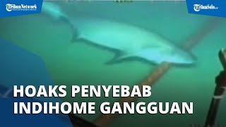 Hoaks Hiu Gigit Kabel Bawah Laut Sebabkan Indihome dan Telkomsel Gangguan, Ini Faktanya