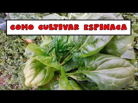 Cómo iniciar el cultivo en un pequeño huerto.