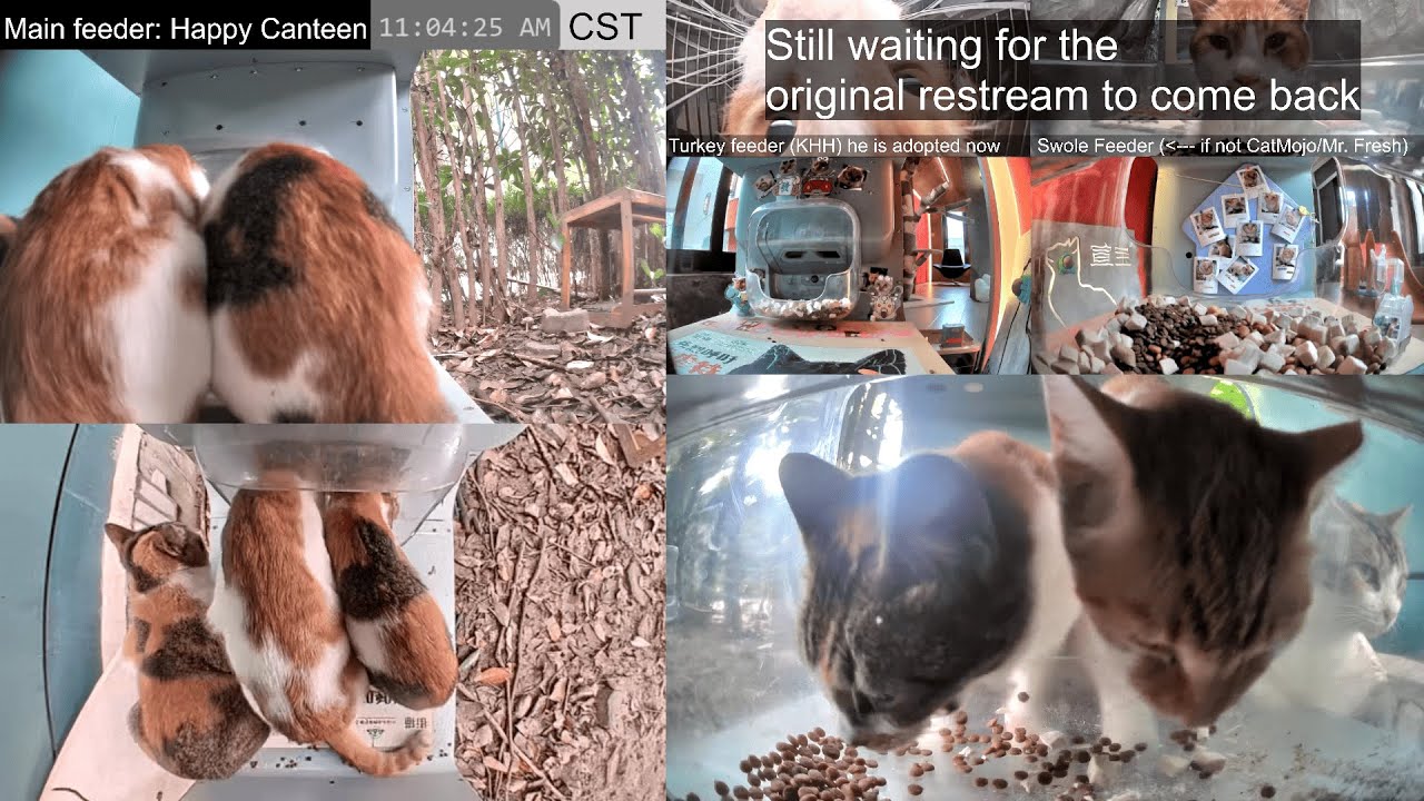 Happy Canteen Restream | Hello Street Cat